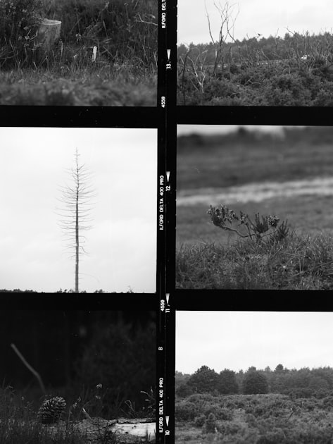 Creative Writing Inspired by Nature